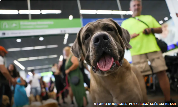 Cão com coleira em área de embarque de aeroporto, com pessoas ao fundo.